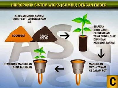 Cara Menanam Tanaman Hidroponik Cabe - Siapkan coco peat