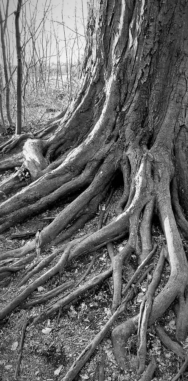 wandelingen in Ertbruggebos