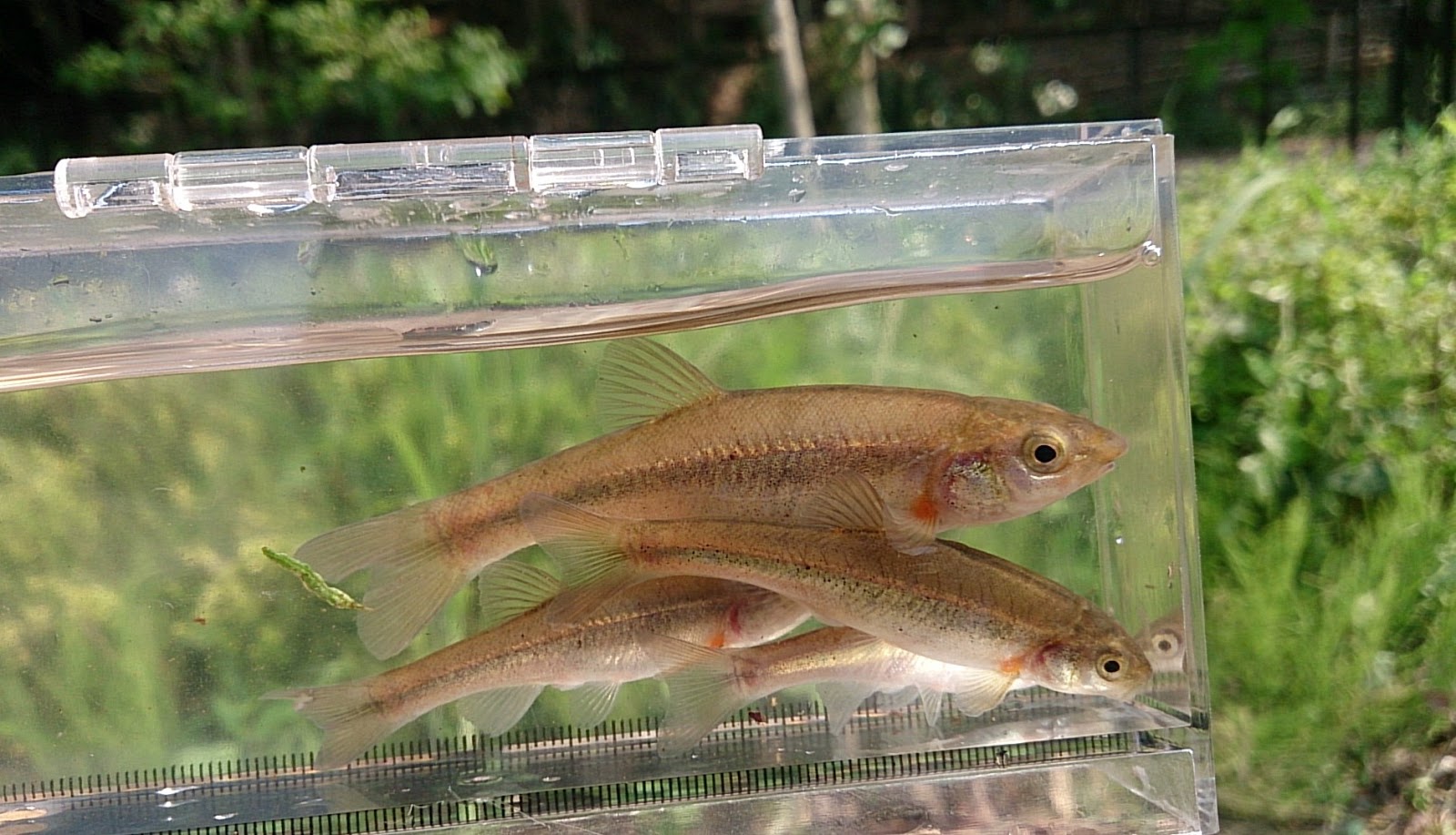 東京淡水魚図鑑 アブラハヤ コイ科ヒメハヤ属