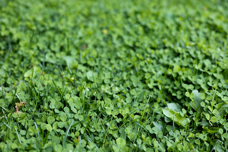 Everything You Need to Know About Clover Lawns