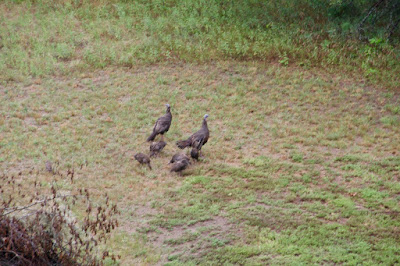 a pair of hen turkeys with their poults