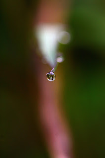 closeup of dew drops on grass