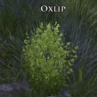 Oxlip