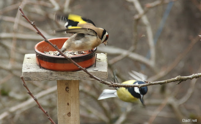 Mésange et chardonneret