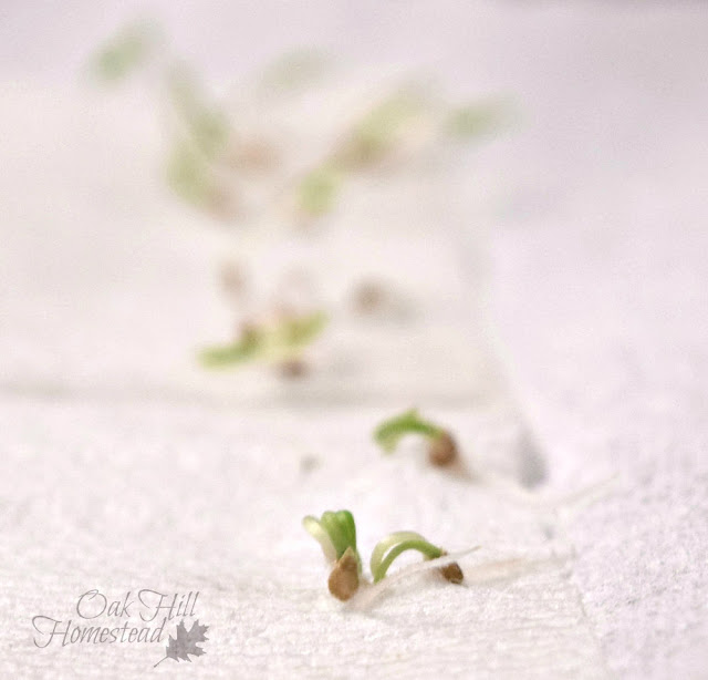 Tomato seeds on a white paper towel, beginning to sprout