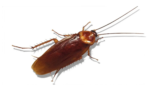 Cockroach