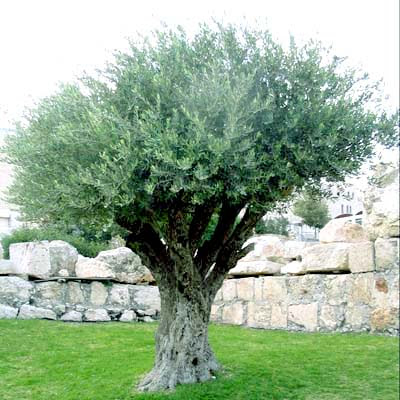 Olive Tree