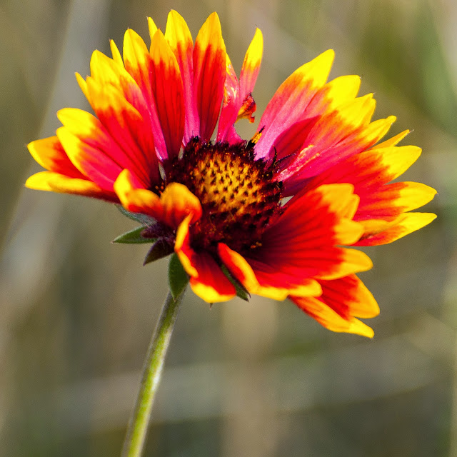 Common Blanketflower, Chatfield State Park