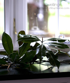 wet southern magnolia