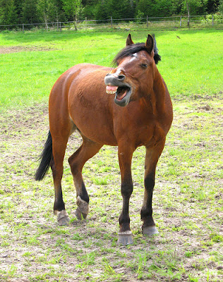 Funny Horse | Photos | Funny And Cute Animals