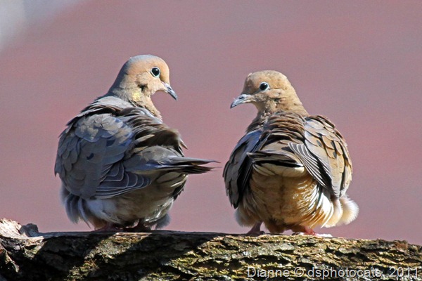 IMG_2266 Mourning Doves_812