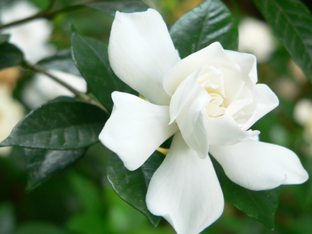 Pictures Of Flowers Jasmine