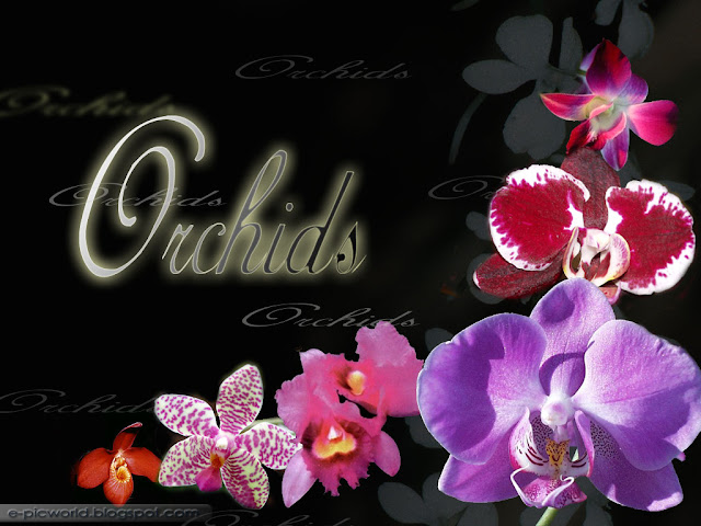 orchids wallpaper 1