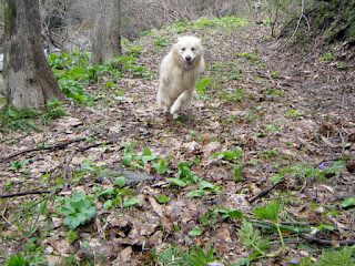 山を走る嬉しい顔の犬