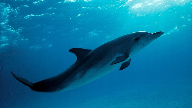 Dolphins time (hora de los delfines)