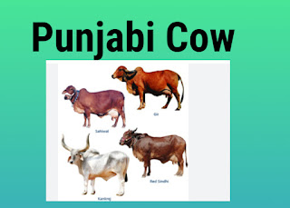 Punjabi Cow