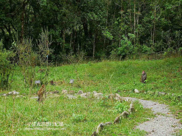 宜蘭景點｜福山植物園台灣獼猴