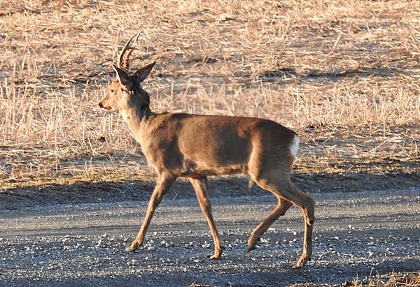 rådyr rådyrbukk