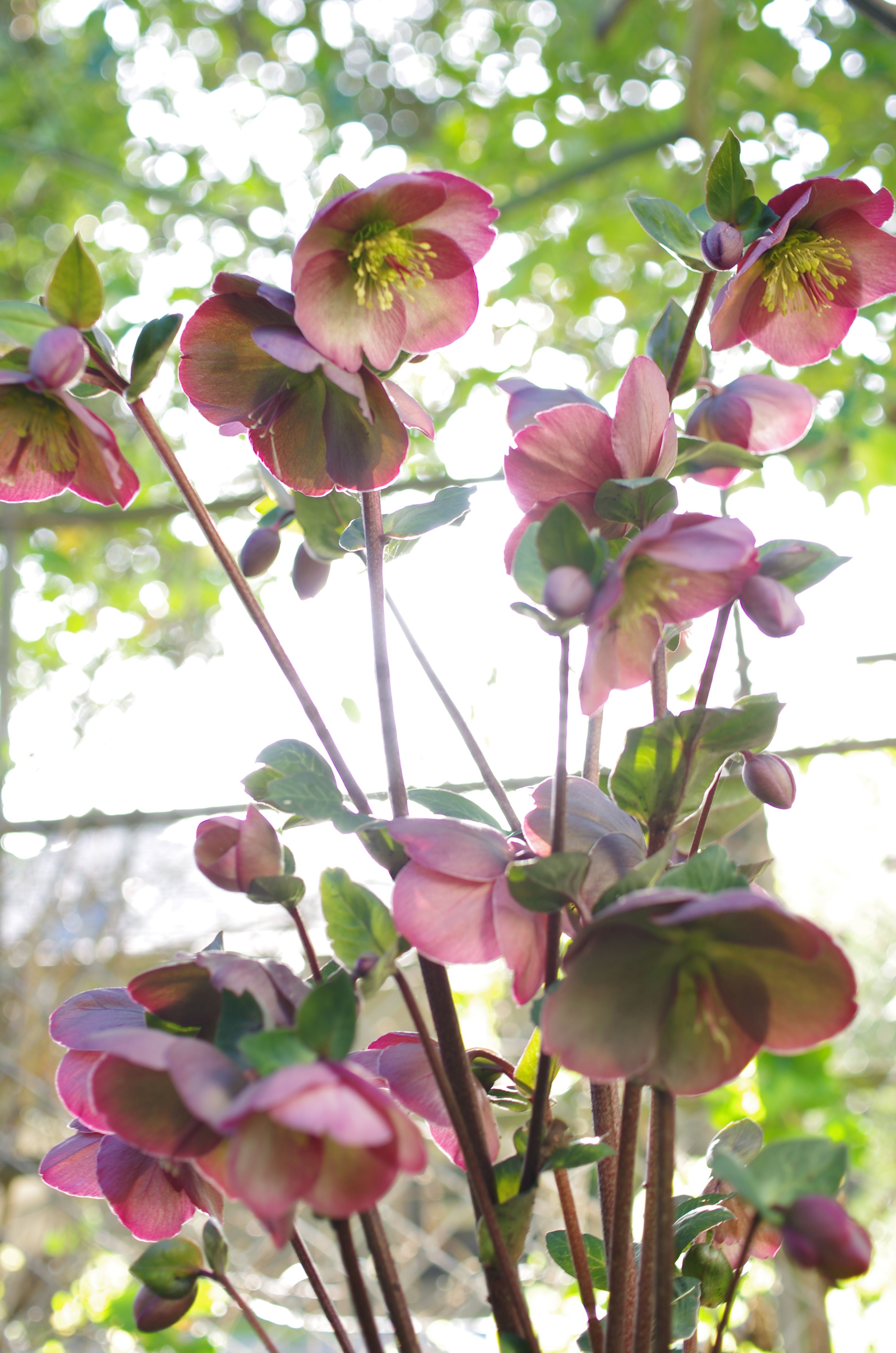 Hellebore flowers