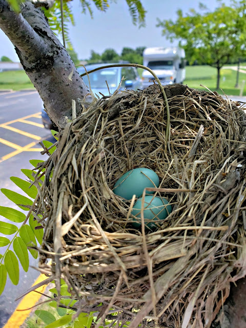 May 23, 2018 Finding this beautiful nest beside our parking spot