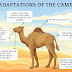 Adaptation in Desert Animals Poster