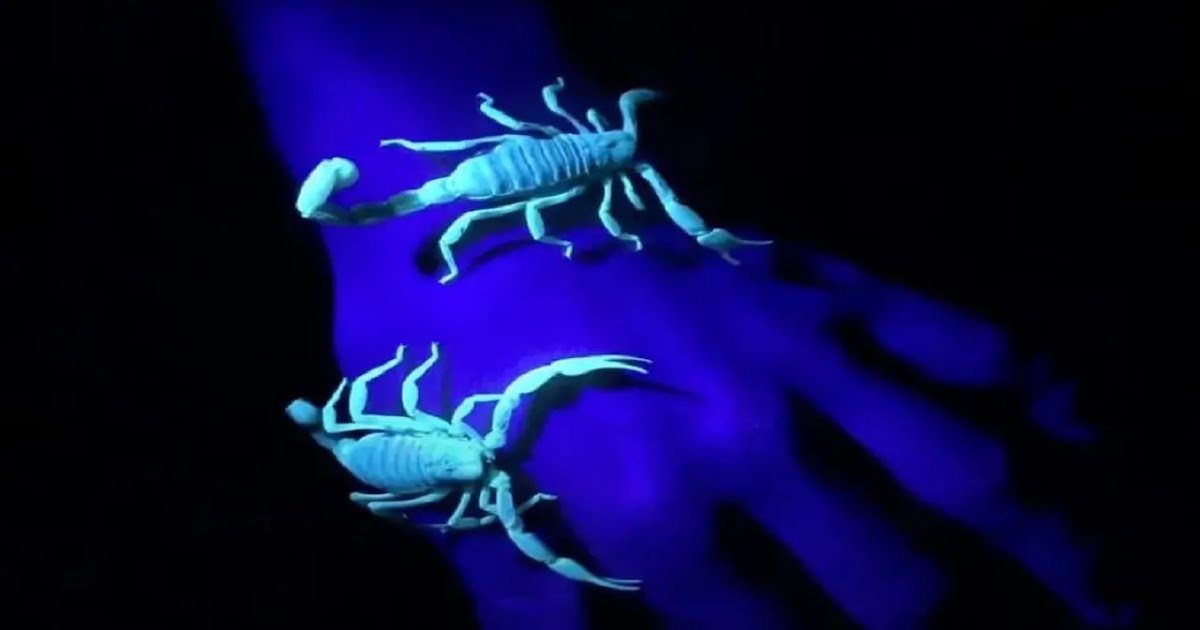 Why do scorpions glow in the dark?