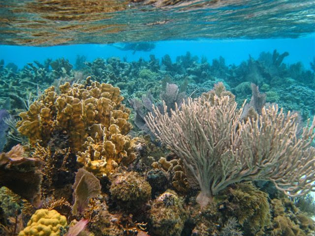 Barrier Reef Belize3