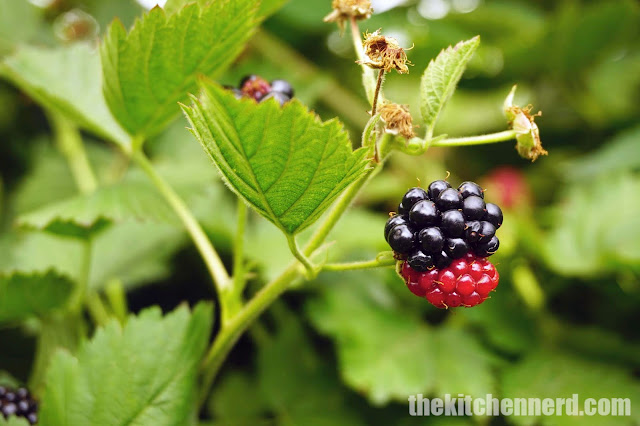 Krause Berry Farms & Estate Winery Blackberry Ripening | The Kitchen Nerd