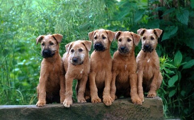 Irish Terrier Puppy Picture