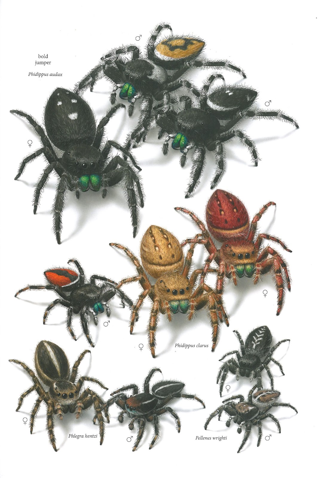 New Book Common Spiders Of North America