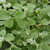 Liquorice plant with medicinal value, effective herbs for body health