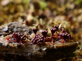 Metatrichia vesparium - Métatrichie en nid 