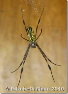 spider 2