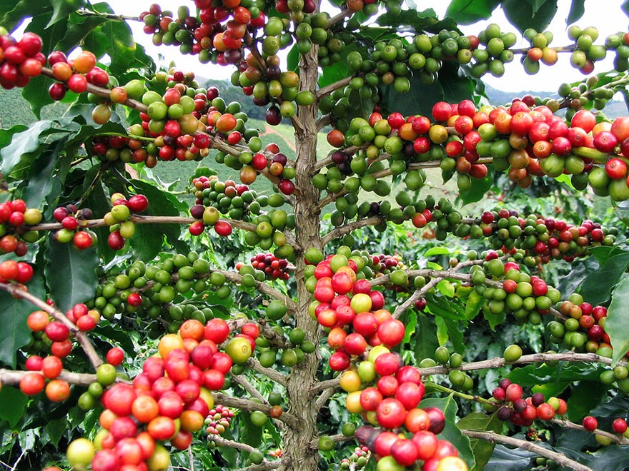 Do You Know What Your Favorite Foods Look Like While Growing - And here are coffee beans (the second-most sought after commodity in the world).