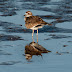 Killdeer, 53/150