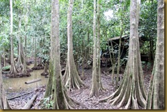 Kinabantangan (150)