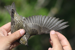 Adult Female Crossbill