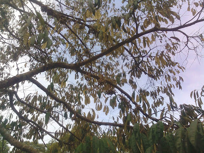 Penyebab Bunga Durian Sering Rontok