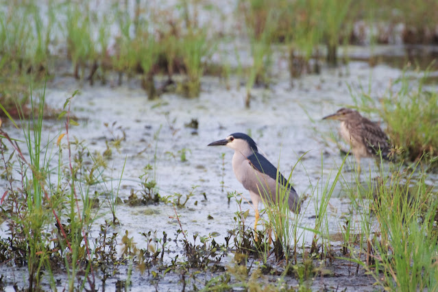 Black-crowned Night-heron वाक्, नख्त ताल बगुला , नख्त बाक, रात बगुला (Nycticorax nycticorax)