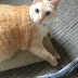 AM: 8:00 BUONGIORNI Pageimaje Dopo molto tempo, l'espressione del gatto Palpa che cambia sottilmente fotografia! Record del gatto AM: 8:00 GOODDAYS