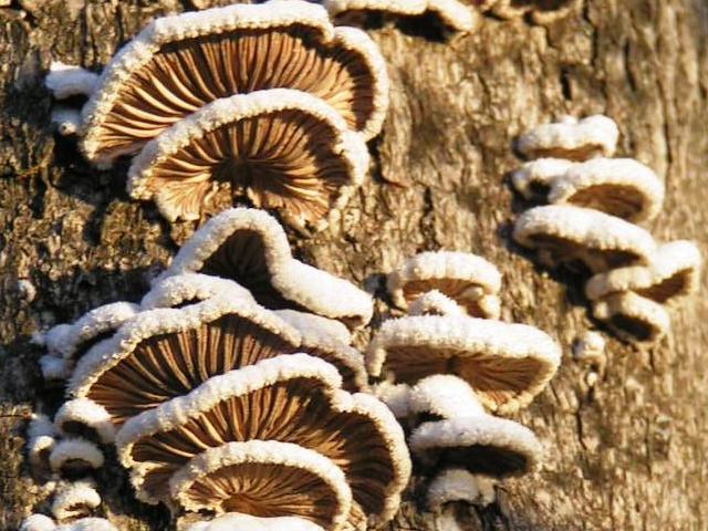 Schizophyllum commune