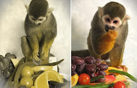 Here is one of the squirrel monkeys, Dalton, who was treated for red-green colour blindness enjoying a feast of coloured fruits and vegetables. The image on the left was digitally altered to simulate what the scene would look like to a person (or monkey) with red-green colour blindness. Credit: Neitz Lab, Washington University.