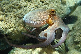 Octopus have three hearts, nine brains and blue blood