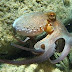 Octopus have three hearts, nine brains and blue blood