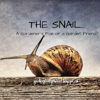 The Snail...A Gardener's Foe or a Garden Friend? 