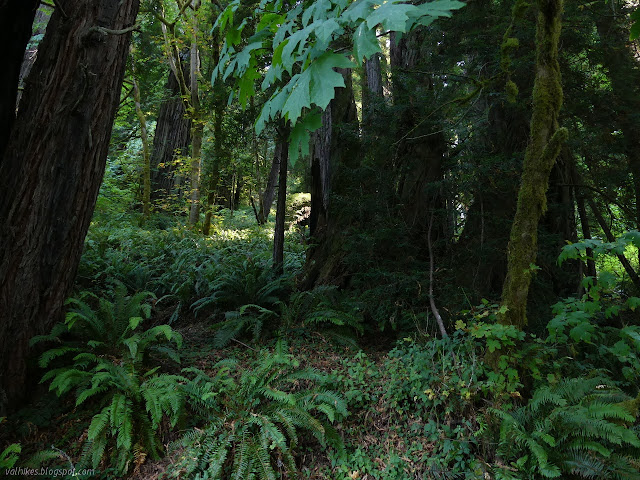 redwoods