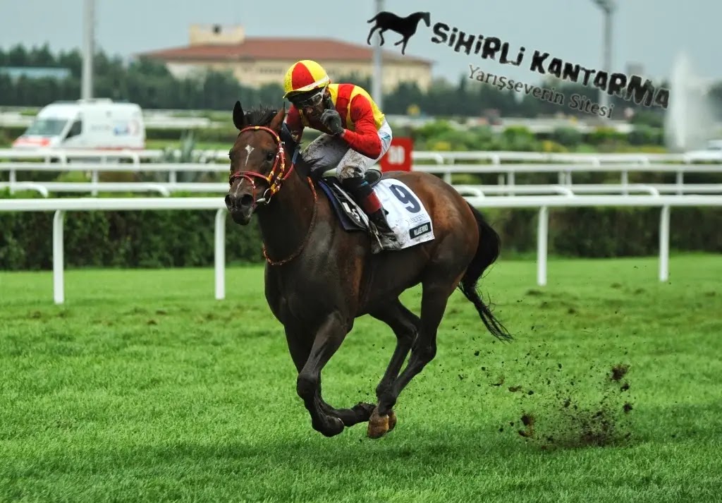 Horse Türk - At Yarışları, At Yarışı Tahminleri