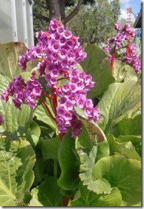 Juni-Juli 2011 009