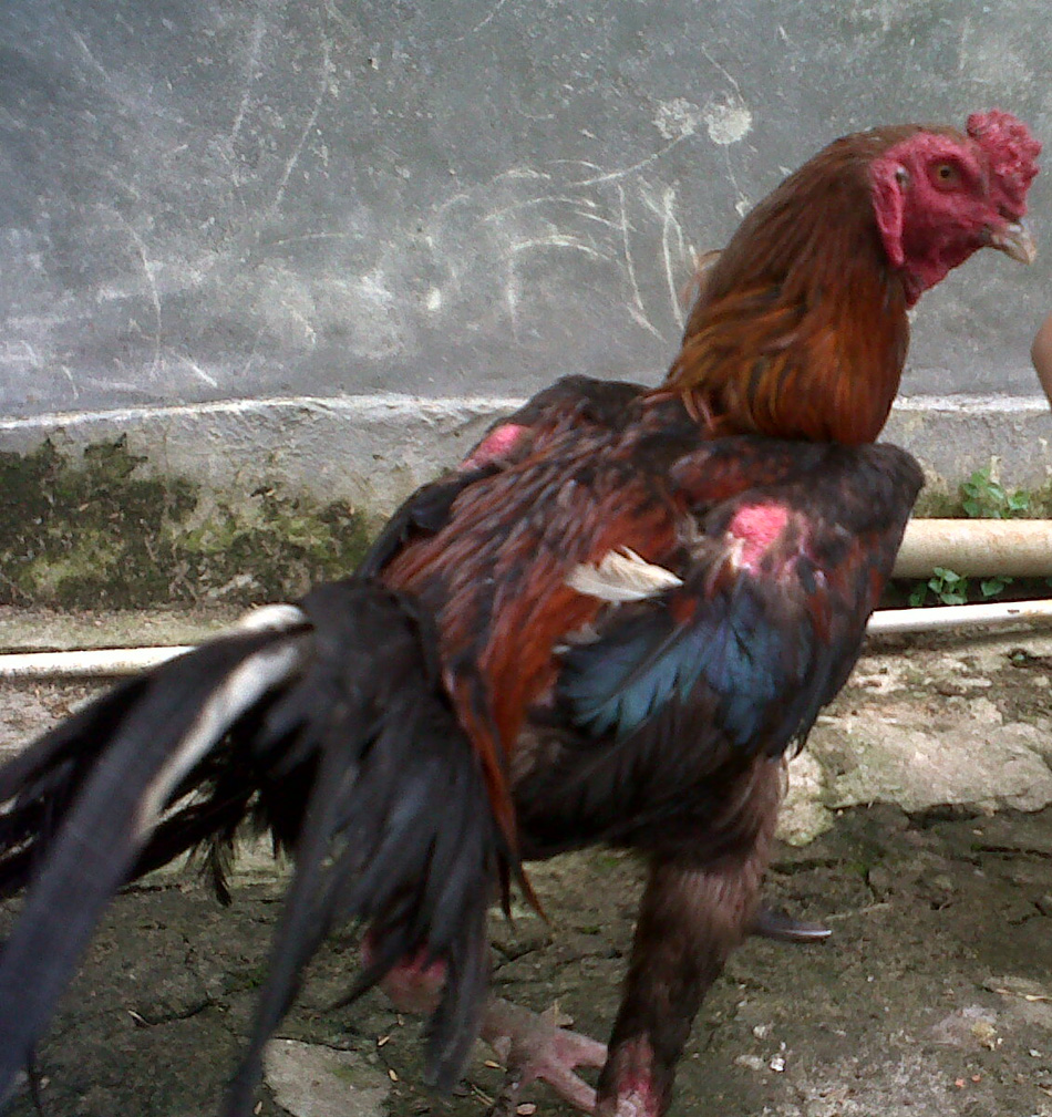 Rumah Ekonomi: Menjual Ayam Bangkok Asli di Palembang