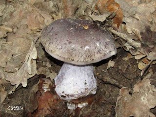 Cortinarius caerulescens IMG15190